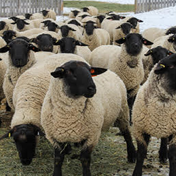 Alberta Lamb Producers.